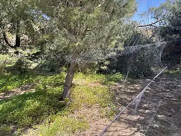 Mist nets for bird ringing, Malta
