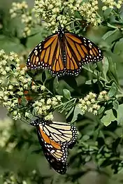Monarchs resting during migration