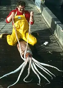 A robust clubhook squid, whose mantle reaches 2 m (6 ft 7 in) in length, caught off Alaska.