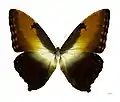 M. hecuba, the largest morpho, with a wingspan of up to 20&nbsp;cm (7.9&nbsp;in)