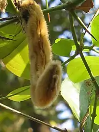 Seed pod, the hairs of which cause a dire itch