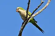 A green parrot with a white head and chest, a light-green belly, blue-tipped wings and a blue-tipped tail
