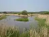 [Filsham Reedbed