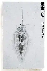 Nectocaris pteryx from the Burgess Shale; funnel is visible folded to left of specimen. Image from Smith (2013)..mw-parser-output cite.citation{font-style:inherit;word-wrap:break-word}.mw-parser-output .citation q{quotes:"\"""\"""'""'"}.mw-parser-output .citation:target{background-color:rgba(0,127,255,0.133)}.mw-parser-output .id-lock-free.id-lock-free a{background:url("//upload.wikimedia.org/wikipedia/commons/6/65/Lock-green.svg")right 0.1em center/9px no-repeat}body:not(.skin-timeless):not(.skin-minerva) .mw-parser-output .id-lock-free a{background-size:contain}.mw-parser-output .id-lock-limited.id-lock-limited a,.mw-parser-output .id-lock-registration.id-lock-registration a{background:url("//upload.wikimedia.org/wikipedia/commons/d/d6/Lock-gray-alt-2.svg")right 0.1em center/9px no-repeat}body:not(.skin-timeless):not(.skin-minerva) .mw-parser-output .id-lock-limited a,body:not(.skin-timeless):not(.skin-minerva) .mw-parser-output .id-lock-registration a{background-size:contain}.mw-parser-output .id-lock-subscription.id-lock-subscription a{background:url("//upload.wikimedia.org/wikipedia/commons/a/aa/Lock-red-alt-2.svg")right 0.1em center/9px no-repeat}body:not(.skin-timeless):not(.skin-minerva) .mw-parser-output .id-lock-subscription a{background-size:contain}.mw-parser-output .cs1-ws-icon a{background:url("//upload.wikimedia.org/wikipedia/commons/4/4c/Wikisource-logo.svg")right 0.1em center/12px no-repeat}body:not(.skin-timeless):not(.skin-minerva) .mw-parser-output .cs1-ws-icon a{background-size:contain}.mw-parser-output .cs1-code{color:inherit;background:inherit;border:none;padding:inherit}.mw-parser-output .cs1-hidden-error{display:none;color:#d33}.mw-parser-output .cs1-visible-error{color:#d33}.mw-parser-output .cs1-maint{display:none;color:#2C882D;margin-left:0.3em}.mw-parser-output .cs1-format{font-size:95%}.mw-parser-output .cs1-kern-left{padding-left:0.2em}.mw-parser-output .cs1-kern-right{padding-right:0.2em}.mw-parser-output .citation .mw-selflink{font-weight:inherit}html.skin-theme-clientpref-night .mw-parser-output .cs1-maint{color:#18911F}html.skin-theme-clientpref-night .mw-parser-output .cs1-visible-error,html.skin-theme-clientpref-night .mw-parser-output .cs1-hidden-error{color:#f8a397}@media(prefers-color-scheme:dark){html.skin-theme-clientpref-os .mw-parser-output .cs1-visible-error,html.skin-theme-clientpref-os .mw-parser-output .cs1-hidden-error{color:#f8a397}html.skin-theme-clientpref-os .mw-parser-output .cs1-maint{color:#18911F}}Smith, Martin R. (2013). "Nectocaridid ecology, diversity, and affinity: Early origin of a cephalopod-like body plan". Paleobiology. 39 (2): 297–321. Bibcode:2013Pbio...39..297S. doi:10.1666/12029. S2CID&nbsp;85744624.