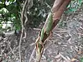 New buds after winter