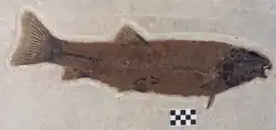 Notogoneus osculus,  a 53-centimetre-long (21&nbsp;in) bottom-dwelling fish from Fossil Lake.