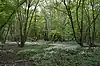 Nunn Wood