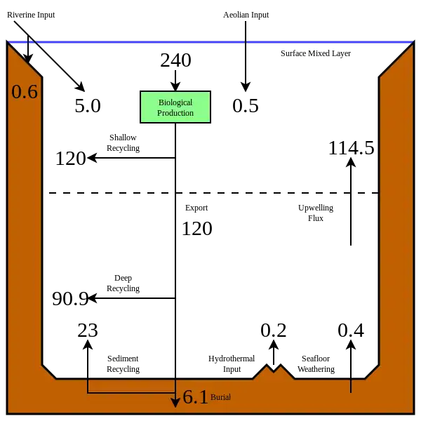 The modern oceanic silicon cycle&nbsp;&nbsp;&nbsp;&nbsp;&nbsp;&nbsp;&nbsp;&nbsp;&nbsp;Fluxes are in Tmol Si y−1 (1 Tmol = 28 million metric tons of silicon)