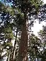 *Old-growth pine