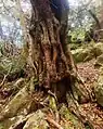 Trunk of old tree