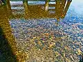 View of water with sediments and oyster beds underneath Oleta River bridge