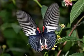 Female butlerianus upperside