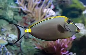 Orangespine unicornfish, Naso lituratus