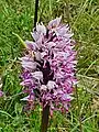 Wild monkey orchid (Orchis simia), Hérault, France