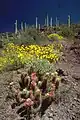 Hedgehog cactus and brittlebush in bloom at the National Monument