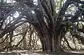 Ormiston Yew, outside the town, one of Scotland's few ancient layering yews