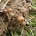 P. fimetaria at various stages of development