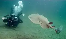 Pacific Electric Ray (torpedo californica) offshore of Anacapa