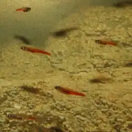 Smallest: e.g. P.&nbsp;progenetica