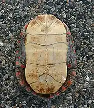 Plastral view of Chrysemys picta marginata