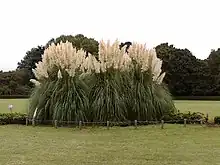Big tufts, Jindai Botanical Garden, height 4 metres (13.1 ft) and diameter 7 metres (23 ft), more than 40 years old as of 2007