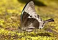 Imago (lateral view)