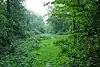 Weeleyhall Wood