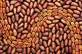 Shelled and unshelled pecans