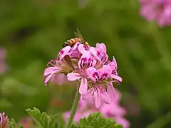 A bee on a flower cluster of cultivated P.&nbsp;'Graveolens'