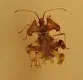 Pephricus sp., of the tribe Phyllomorphini