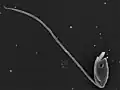 Percolomonas sp. (Percolozoa)