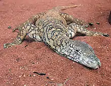 A perentie in the Perth Zoo, Western Australia