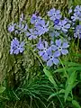 A blue form of P. divaricata ssp. divaricata