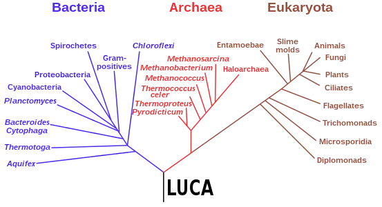 Phylogenetic tree based on rRNA genes data (Woese et al., 1990) showing the 3&nbsp;life domains, with the last universal common ancestor (LUCA) at its root
