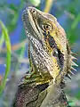 Australian water dragon, Brisbane