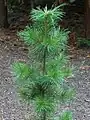 Foliage