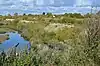 Pitstone Quarry