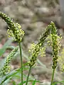 Plantago alpina