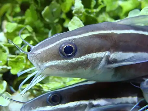 Plotosus lineatus in Sala Humboldt of Aquarium Finisterrae (House of the Fishes), in A Coruña, Galicia, Spain.