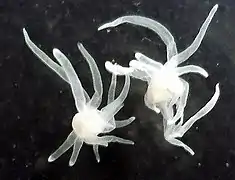 Polypodium hydriforme,parasites of obscure affinity