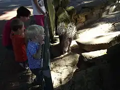 Porcupine compound and interested watchers