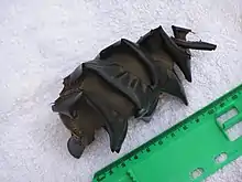 Photo of 12 centimetres (4.7 in) egg case adjacent to ruler, the egg case is a brown ovalish shape, with a spiral band running around it from top to bottom.