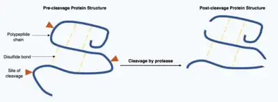 Two polypeptide chain, one chain is intact with three arrows indicating sites of protease cleavage on the chain and intermolecular disulphide bonds. The second chain is in three pieces connected by disulphide bonds.