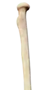Posterior view of right proximal radius