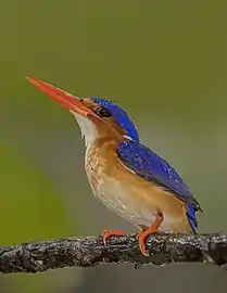 C. c. nais, Principe islandSão Tomé and Príncipe