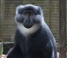Gray monkey