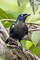 Principe glossy starling