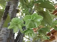 ''Prunus serrulata'' 'Gioiko' Koidz (Gyoiko)&nbsp;[ja] with rare green flowers developed in the Edo period of Japan.