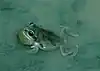 A green frog with a bulging throat sits in shallow water