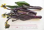 Purple choi sum, a choy sum variety in Hong Kong